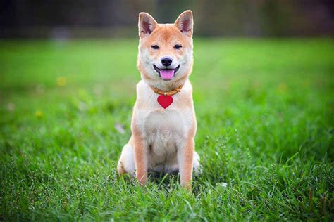 hübscher hund|Shiba Inu Hund .